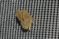 Euchoeca nebulata