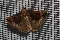Hypena crassalis