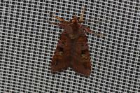 Diarsia brunnea