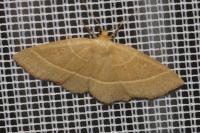 Trisateles emortualis