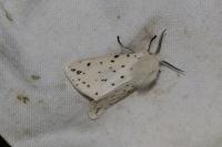 Spilosoma lubricipeda