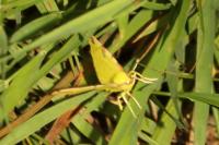 Opisthograptis luteolata