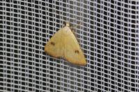 Rivula sericealis