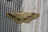 Idaea aversata