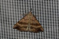 Hypena proboscidalis