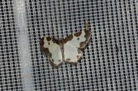 Lomaspilis marginata