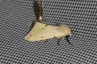 Spilarctia lutea