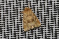 Oligia fasciuncula