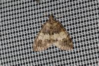 Hydriomena impluviata impluviata