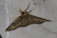 Parectropis similaria