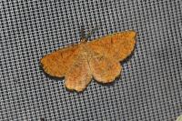 Angerona prunaria