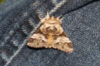 Drymonia dodonaea
