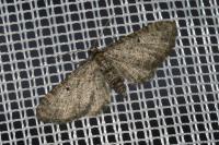 Eupithecia