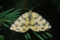 Pseudopanthera macularia