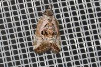 Elaphria venustula