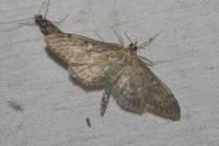Anania lancealis