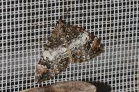 Dysstroma truncata