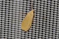 Wittia sororcula