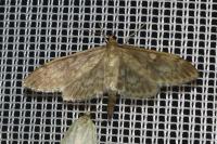 Anania lancealis