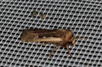 Ochropleura plecta