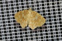 Hydrelia flammeolaria