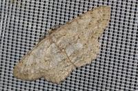 Hypomecis punctinalis