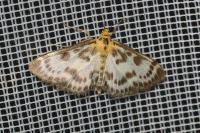 Anania hortulata