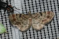 Eupithecia abietaria