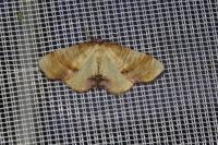 Plagodis dolabraria