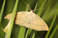 Cyclophora linearia