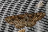 Alcis repandata