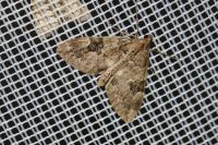 Thera vetustata