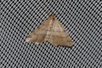 Macaria liturata