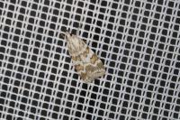 Scoparia pyralella