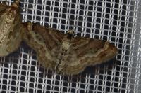 Xanthorhoe spadicearia/ferrugata