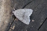 Bryonycta pineti