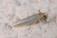 Eilema caniola