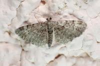 Pasiphila rectangulata