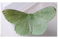 Geometra papilionaria