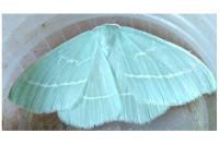Hemistola chrysoprasaria