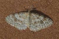 Hydrelia sylvata