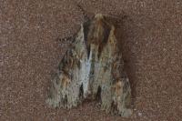 Apamea crenata