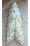 Aphomia sociella