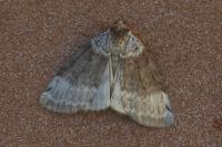 Tetheella fluctuosa