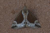 Hypena crassalis