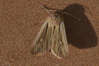 Leucania comma