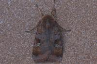 Diarsia brunnea