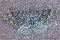 Rheumaptera undulata