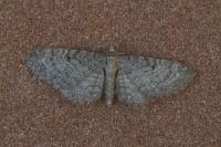 Eupithecia subfuscata