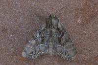 Lacanobia thalassina
